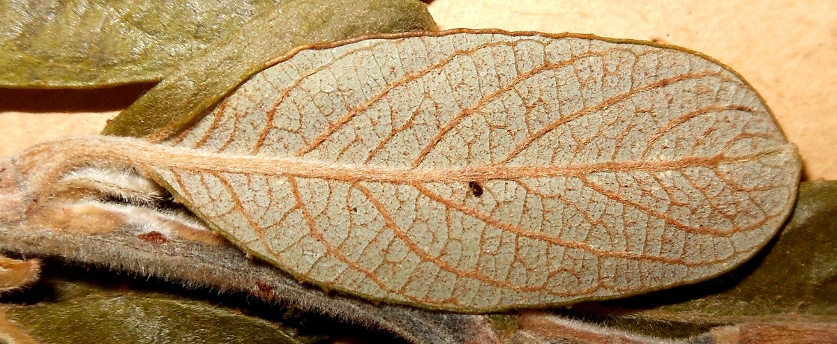 Salix atrocinerea / Salice di Gallura